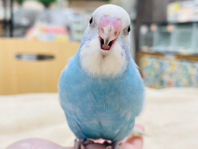 セキセイインコ