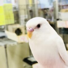 人気のホワイトカラー・・・　セキセイインコ