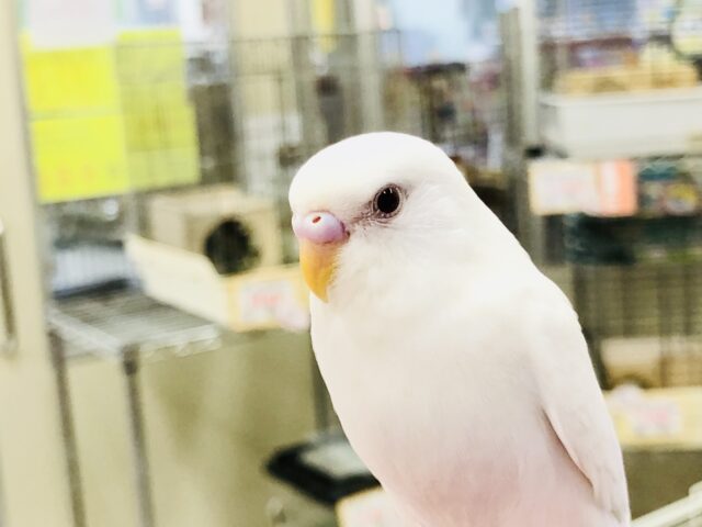 人気のホワイトカラー・・・　セキセイインコ