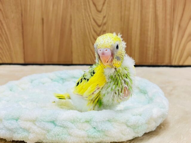 セキセイインコ