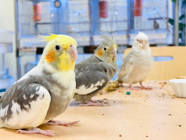 オカメインコ