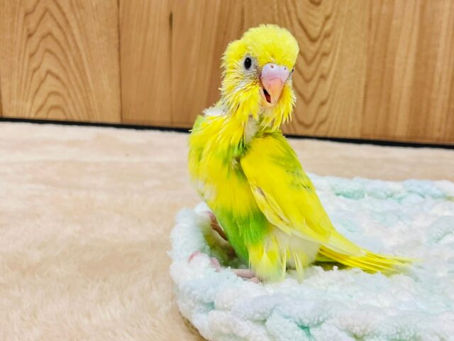 セキセイインコ