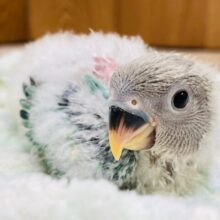 ふわもこ☁️天使ちゃん👼コザクラインコ（ブルーオパーリン）ヒナ