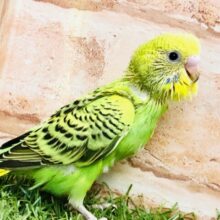 定番のセキちゃんです♪♪　セキセイインコ
