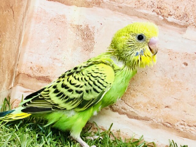 定番のセキちゃんです♪♪　セキセイインコ