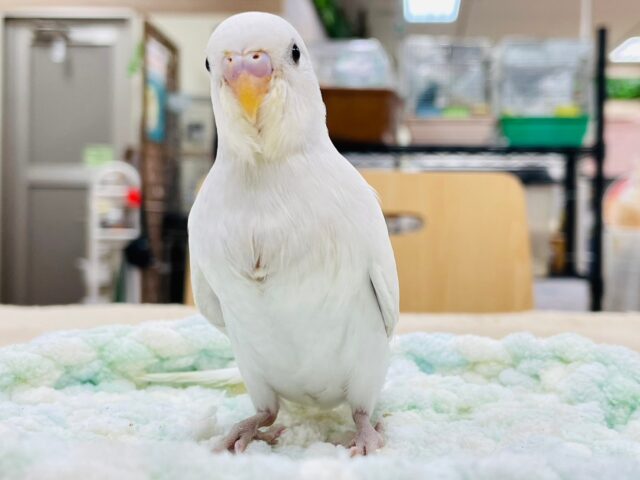 セキセイインコ