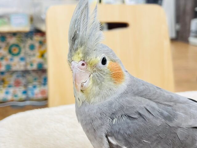 オカメインコ