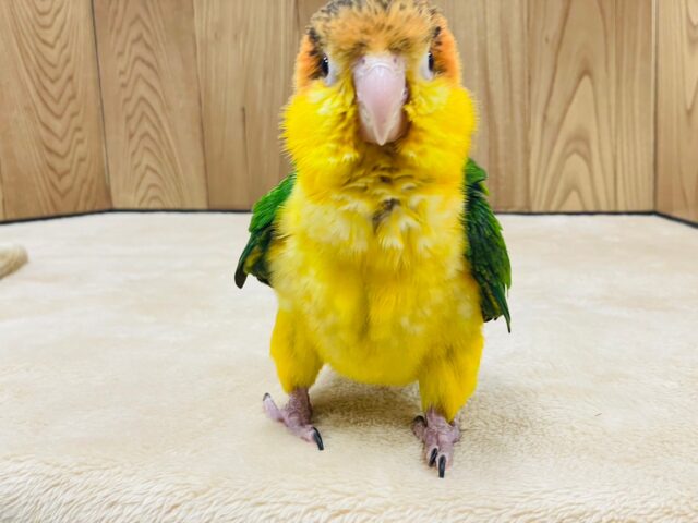 シロハラインコ