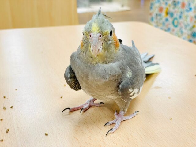 オカメインコ