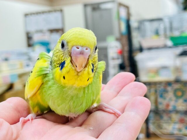 セキセイインコ