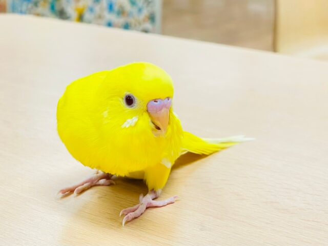 セキセイインコ