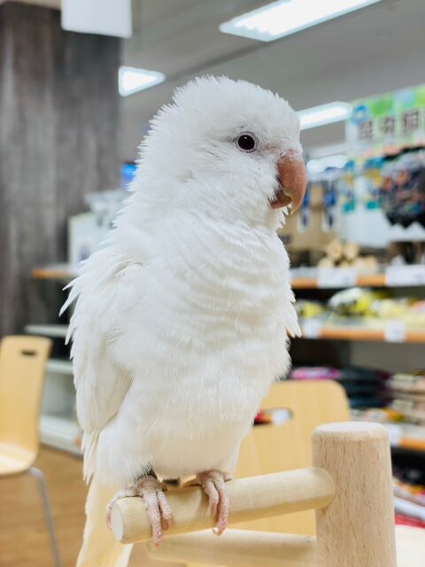 オキナインコ