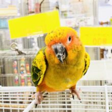 【最新画像更新☆☆】ども！新顔メッキーです(^^♪　コガネメキシコインコ