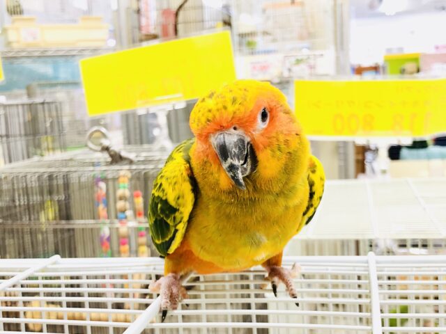 【最新画像更新☆☆】ども！新顔メッキーです(^^♪　コガネメキシコインコ