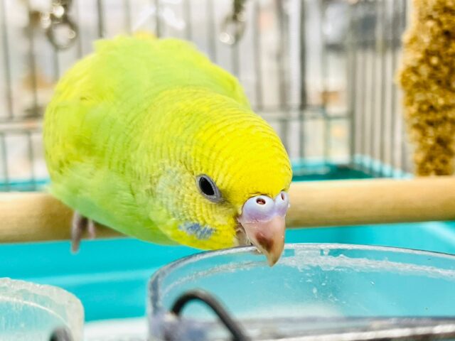 セキセイインコ