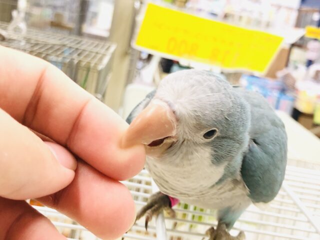 オキナインコ