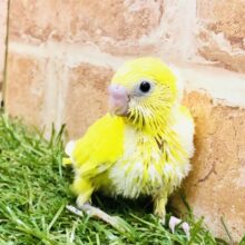 黒目はレアカラー？？　セキセイインコ