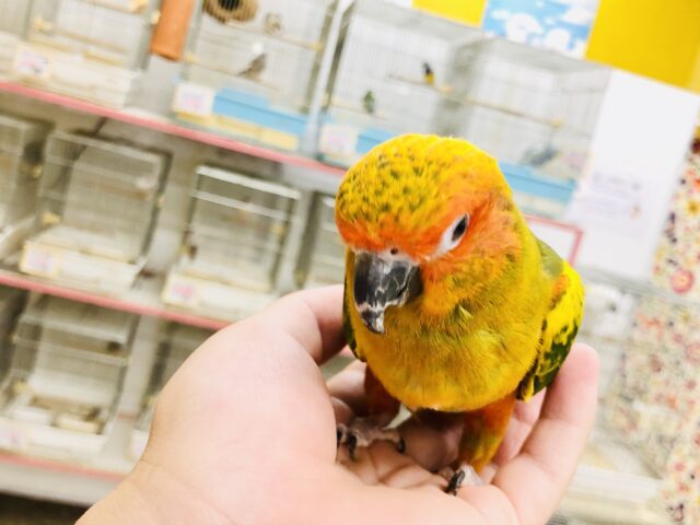 コガネメキシコインコ