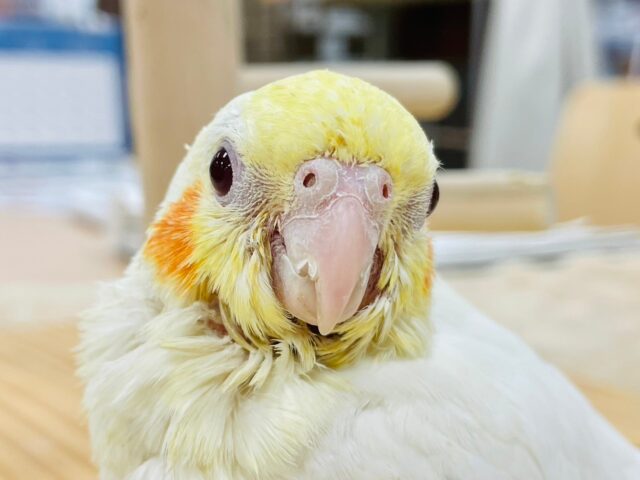 オカメインコ