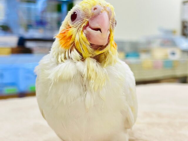 オカメインコ