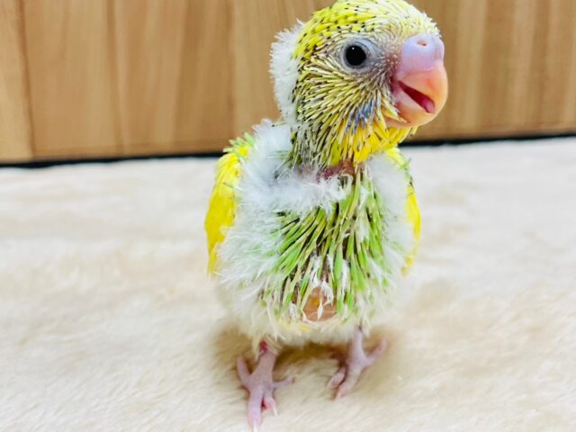 セキセイインコ