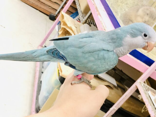 オキナインコ