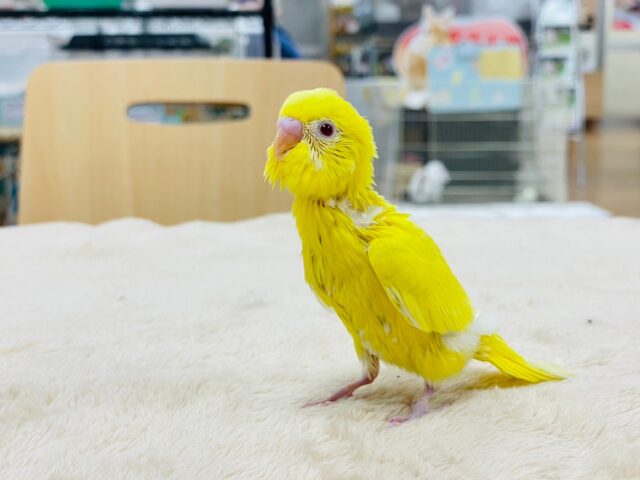 セキセイインコ