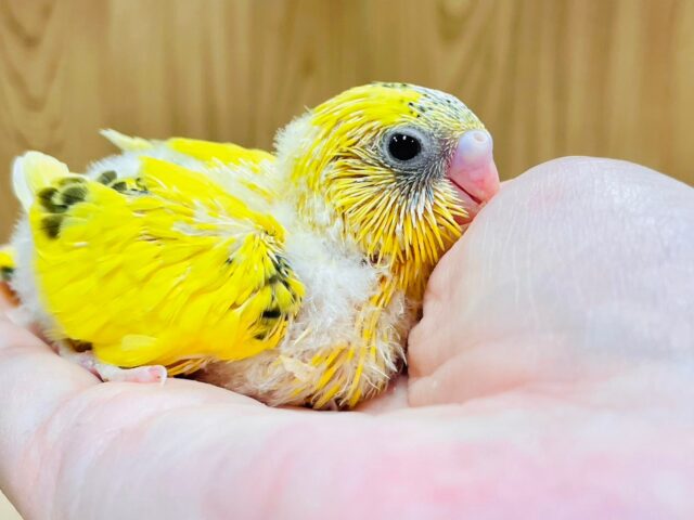 キラキラ輝いてるみたい✨セキセイインコ（ハルクイン）ヒナ