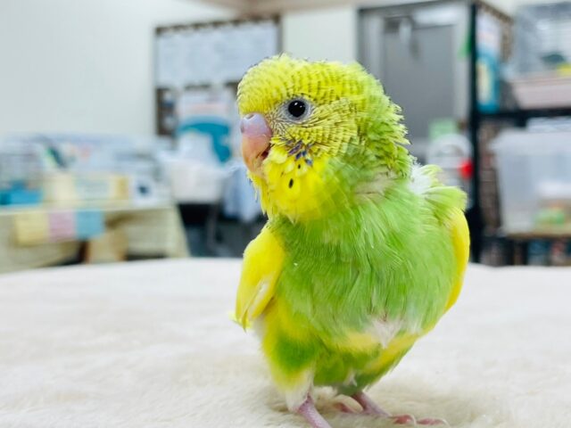 セキセイインコ