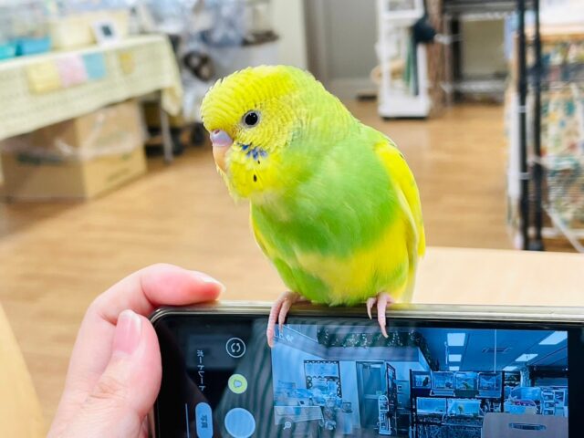 セキセイインコ