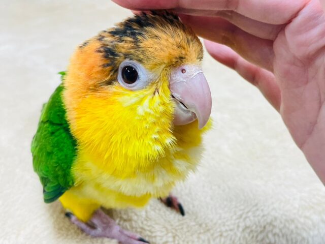 シロハラインコ