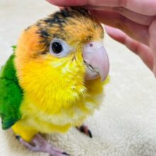 【最新動画更新🪄】行動が可愛すぎます♡♡シロハラインコ（女の子）