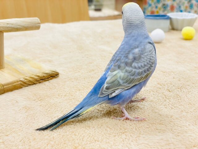 セキセイインコ