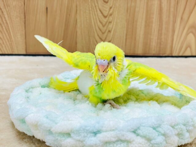 セキセイインコ