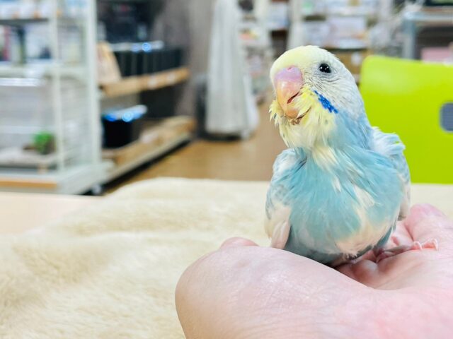 セキセイインコ