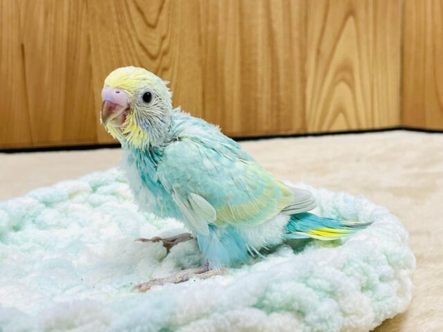 セキセイインコ