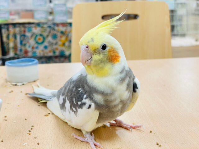 オカメインコ