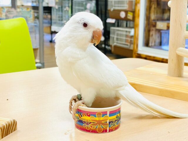 オキナインコ