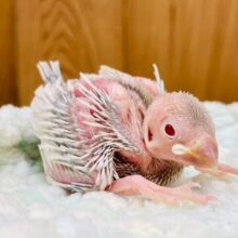 【動画更新🪄】ルビーアイに吸い込まれそう♡シルバーイノ文鳥　ヒナ