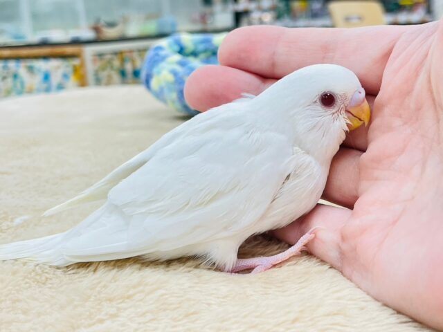 セキセイインコ