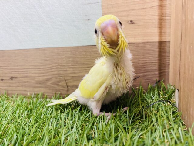 セキセイインコ