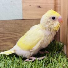 隠れポイント発見です💡✨クリームにグリーンが隠れているセキセイインコ💛