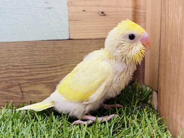 隠れポイント発見です💡✨クリームにグリーンが隠れているセキセイインコ💛