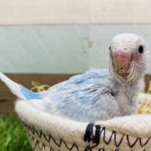 キラリーン✨清潔感の漂う爽やかボディ🩵セキセイインコのスパングル