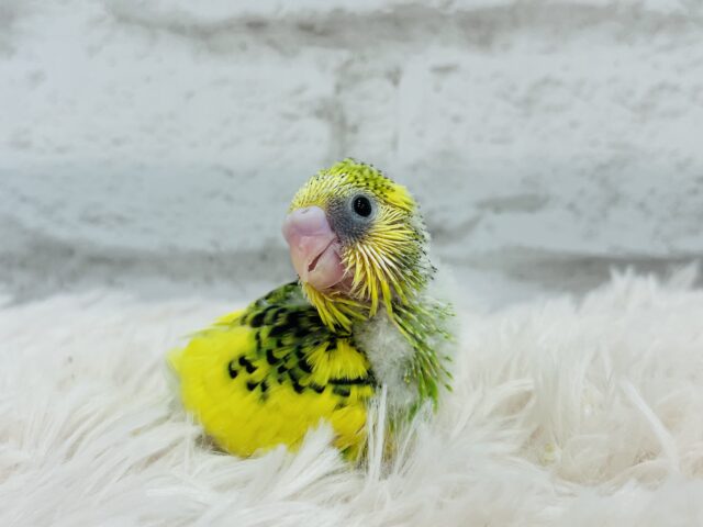 セキセイインコ