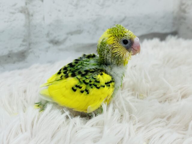 セキセイインコ