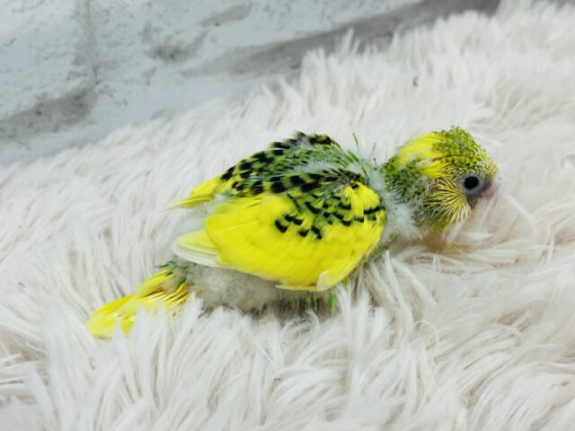 セキセイインコ