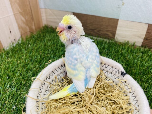 セキセイインコ