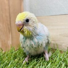 ちょこんと姿にやられちゃいます❤️ぱっちりおめめなセキセイインコのパステルレインボー🌈