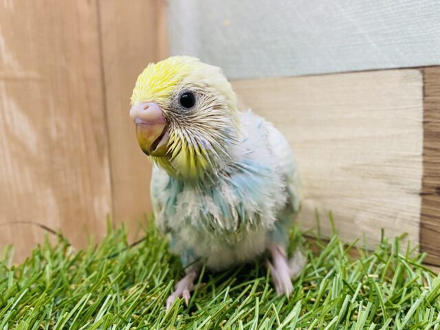 ちょこんと姿にやられちゃいます❤️ぱっちりおめめなセキセイインコのパステルレインボー🌈